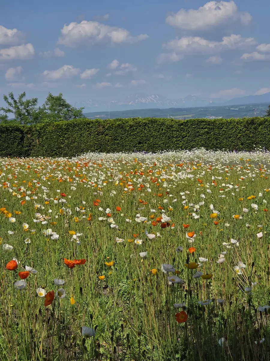 [준페이예약] 삿포로 비에이 후라노 버스투어
