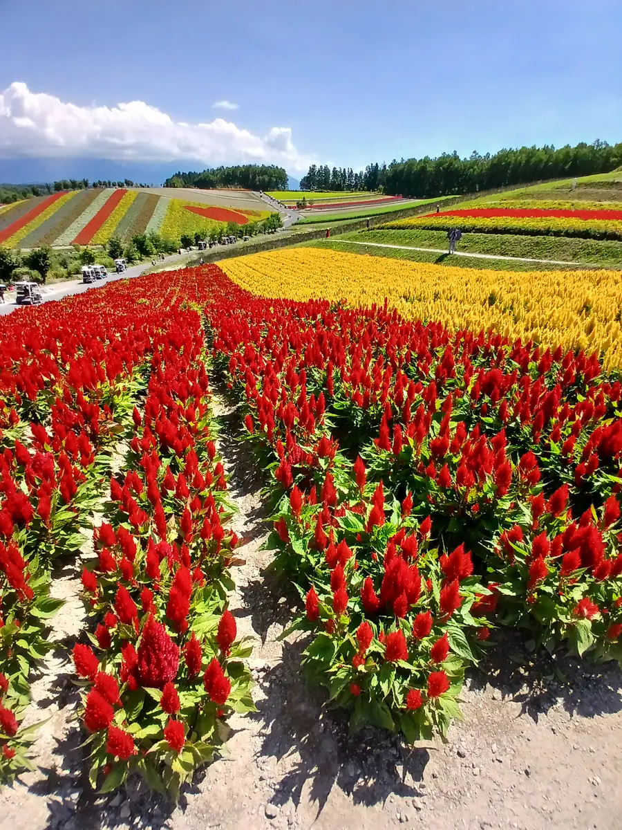 [무료감성사진/쥰페이 예약] 삿포로 출발 비에이 후라노 1일 버스투어 아이트립