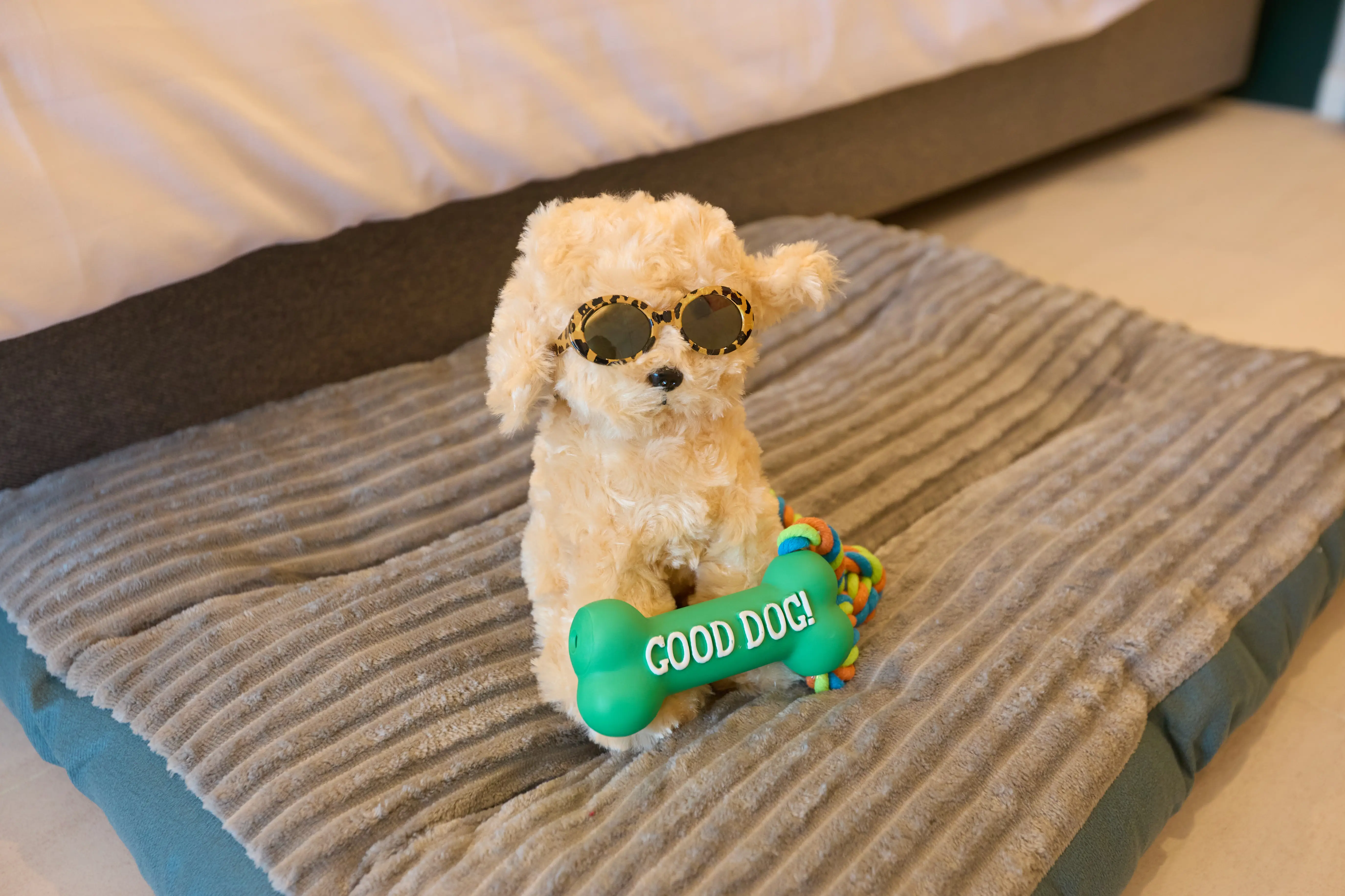 댕댕이들을 위한 펫캉스