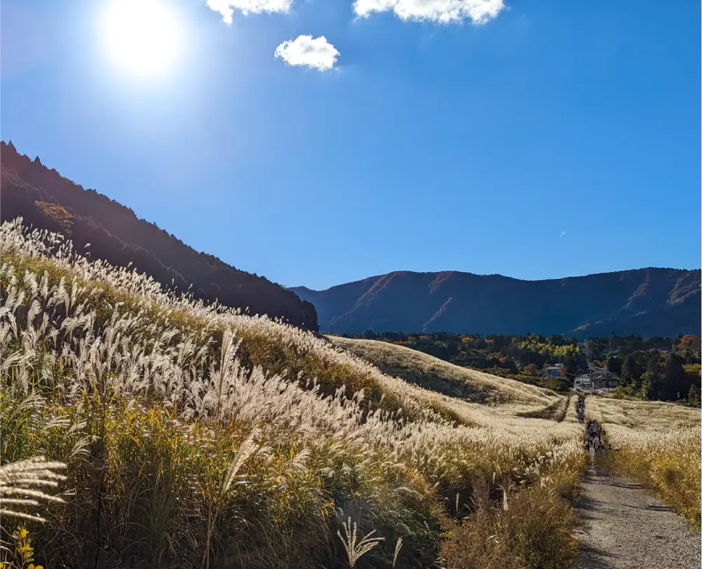 하코네 관광스팟 억새 초원