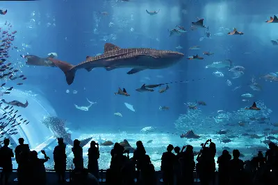 오키나와 자유 4일 #항공보험ONLY #오키나와항공권 #여행자보험 #그룹항공권