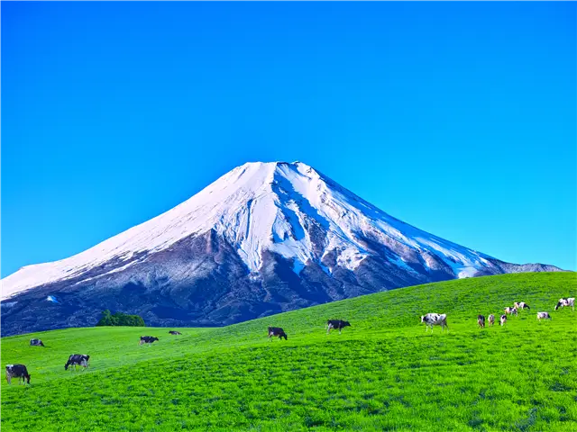 [출발확정][포근한 하코네, 도쿄를 담다] 도쿄/후지산/하코네 온천 3일 (고품격/전일관광/해적선탑승/3大특식)