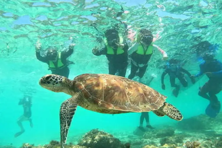 보홀 스노클링 무료 장비 고래상어 복장 지참 추천 품목