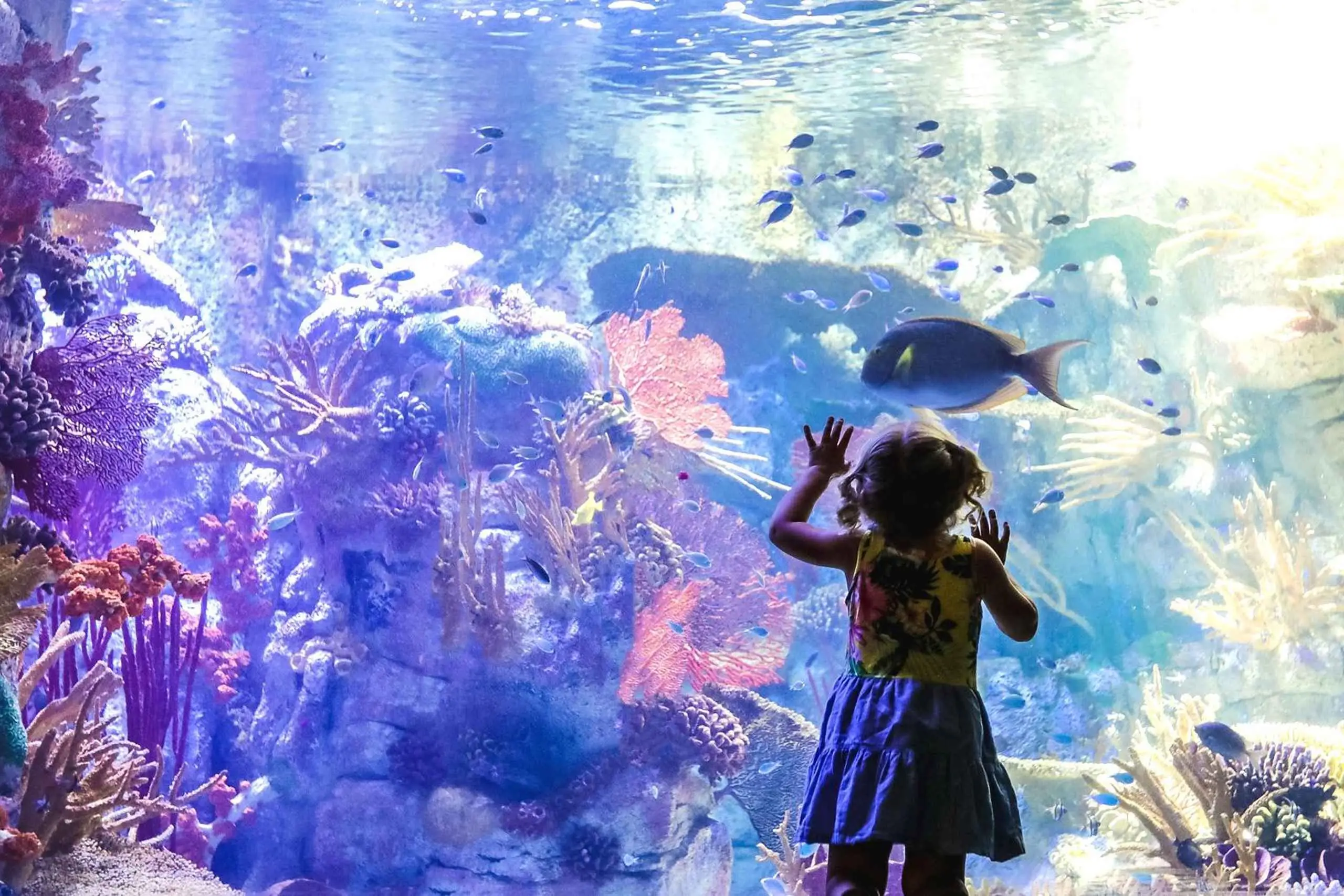 샌디에이고 에센셜 패스