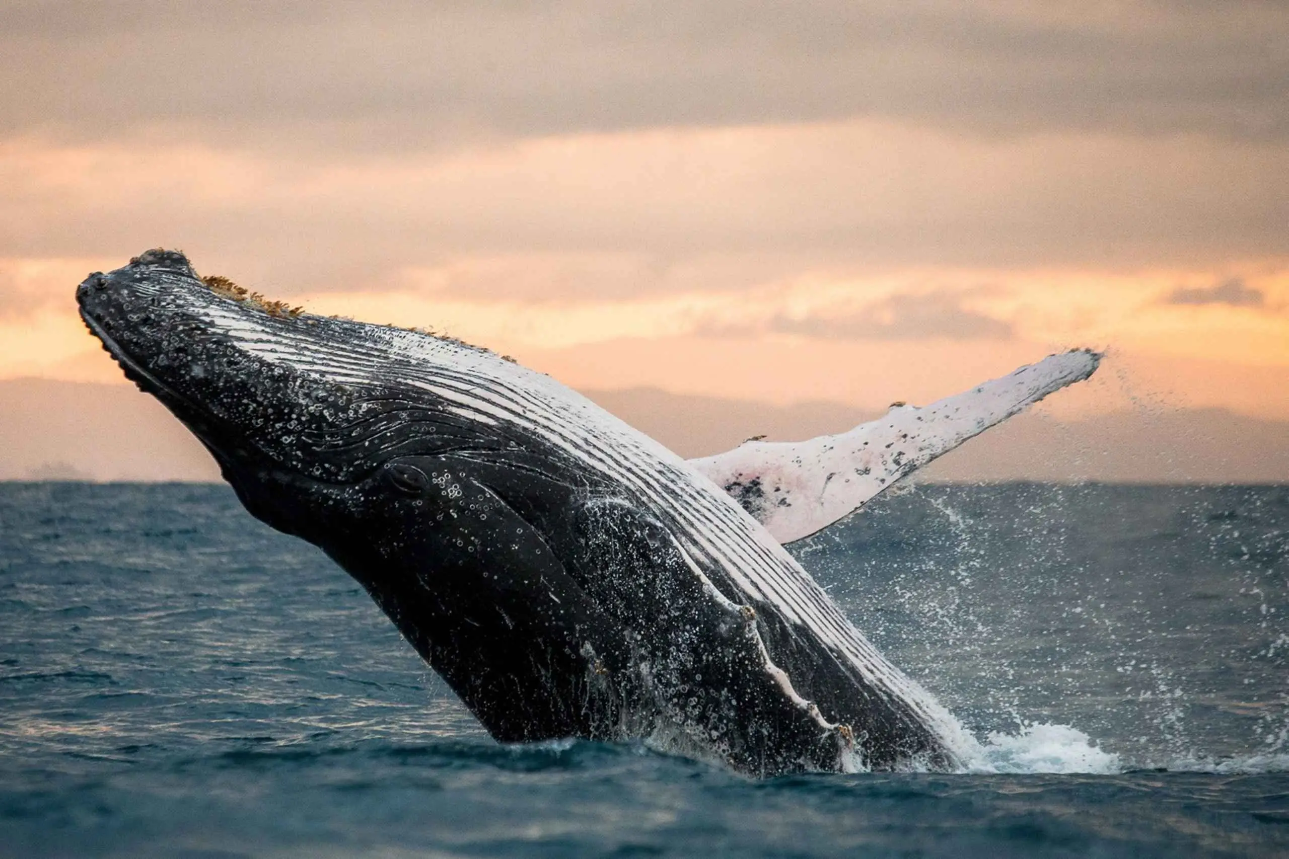 샌디에이고 올인클루시브 패스 플러스