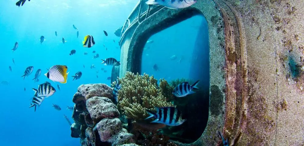 괌 피쉬아이 해중전망대 입장권 + 코코넛 체험(점심식사 옵션)