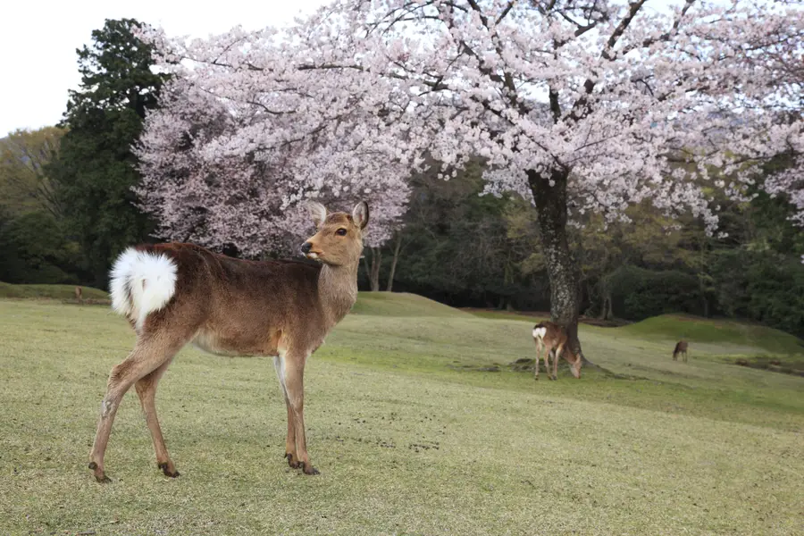나라에서 볼 수 있는 사슴