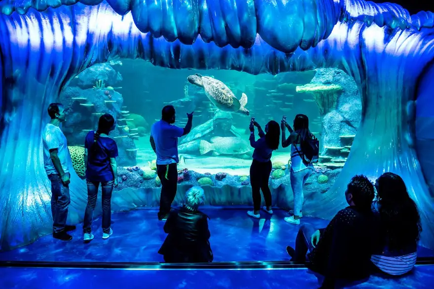 씨 라이프(SEA LIFE) 시드니 아쿠아리움 입장권 (QR 입장)