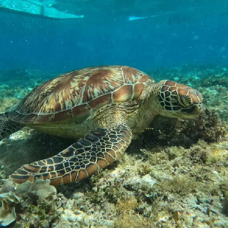 Bohol Balica Sak Hopping Tour 가족 경험 거북이 경험