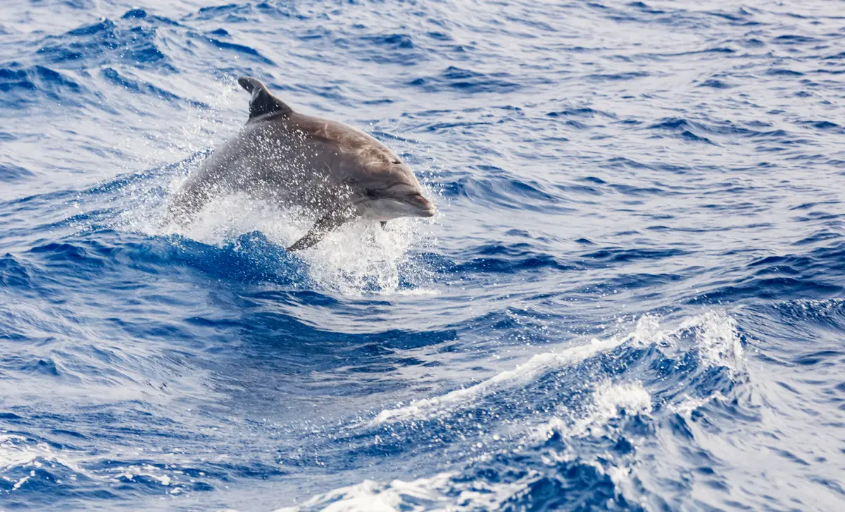 괌 파란 돌핀크루즈 (간식+사진+한국인가이드+에메랄드밸리)