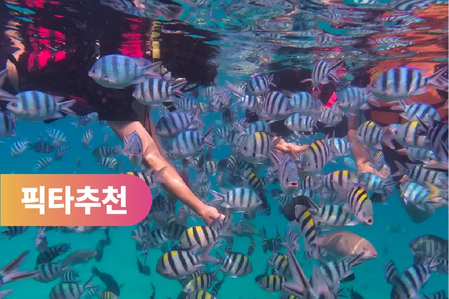 [가성비갑] 나트랑 어메이징 스노클링 호핑투어 (현지식, 픽업샌딩포함)