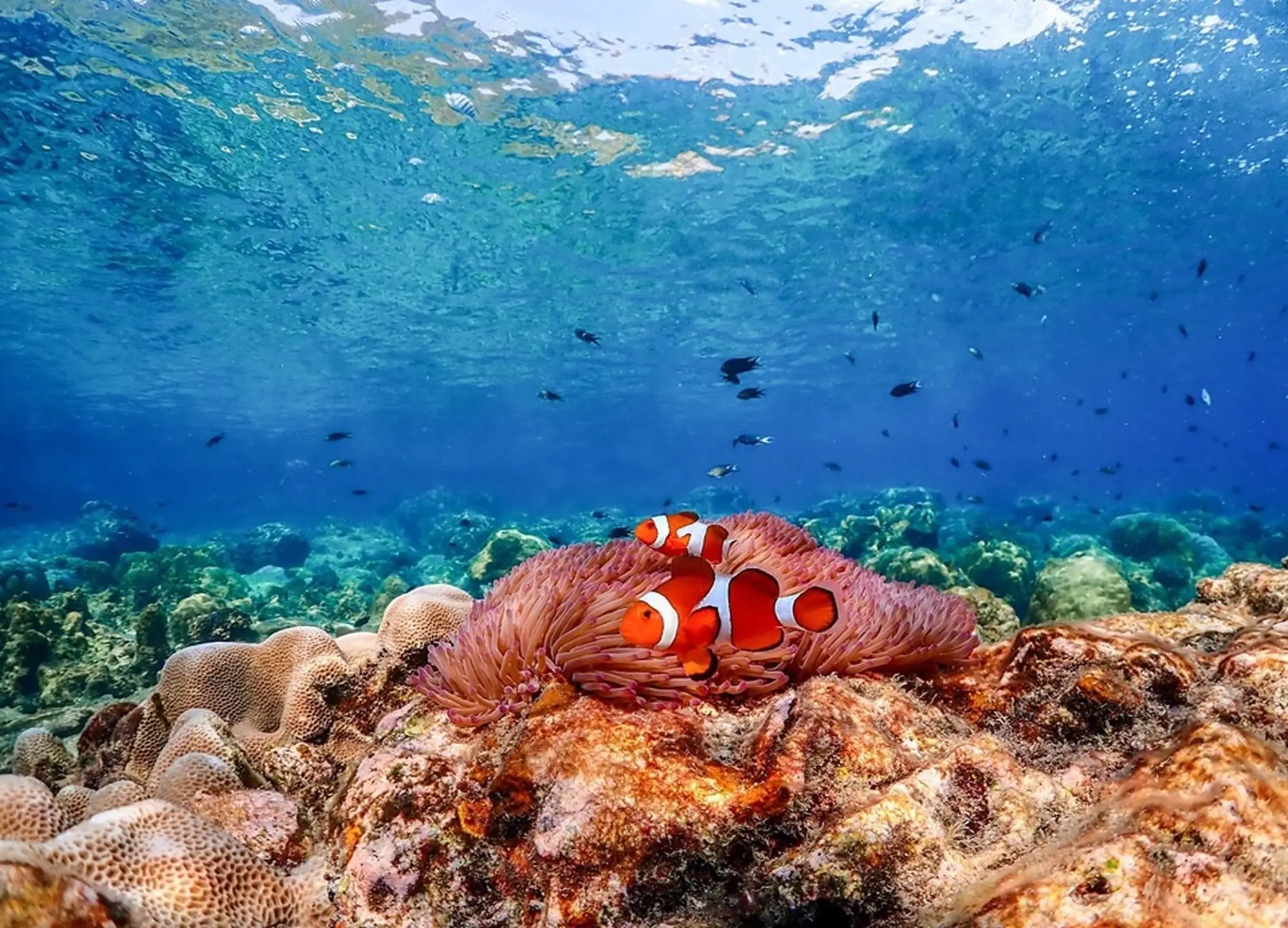 해피 니모섬 스노클링 전일 투어