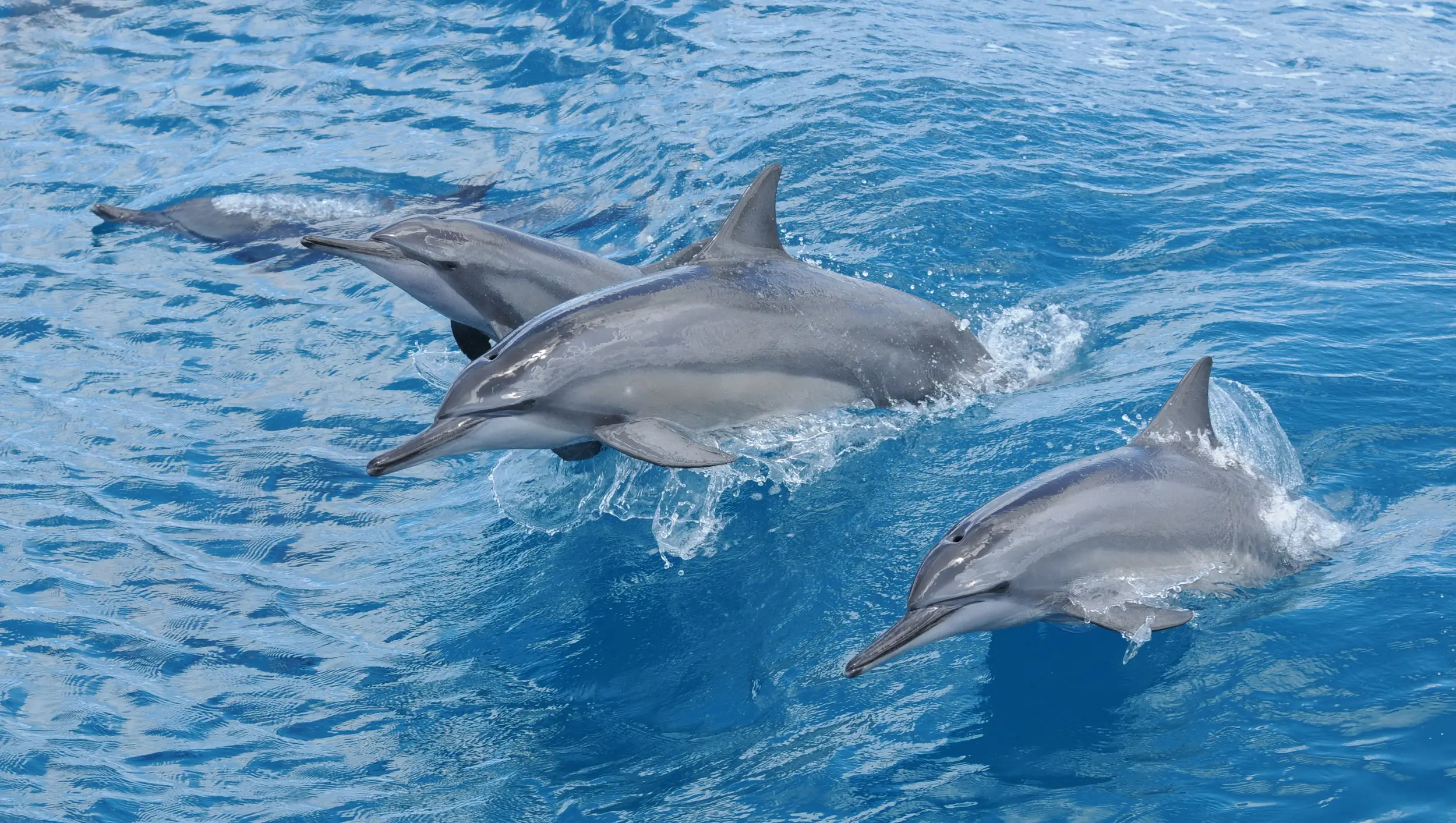 [아동동반 항해수료증] 괌 돌핀크루즈 (바다낚시+무료픽드랍+간식 회 제공)