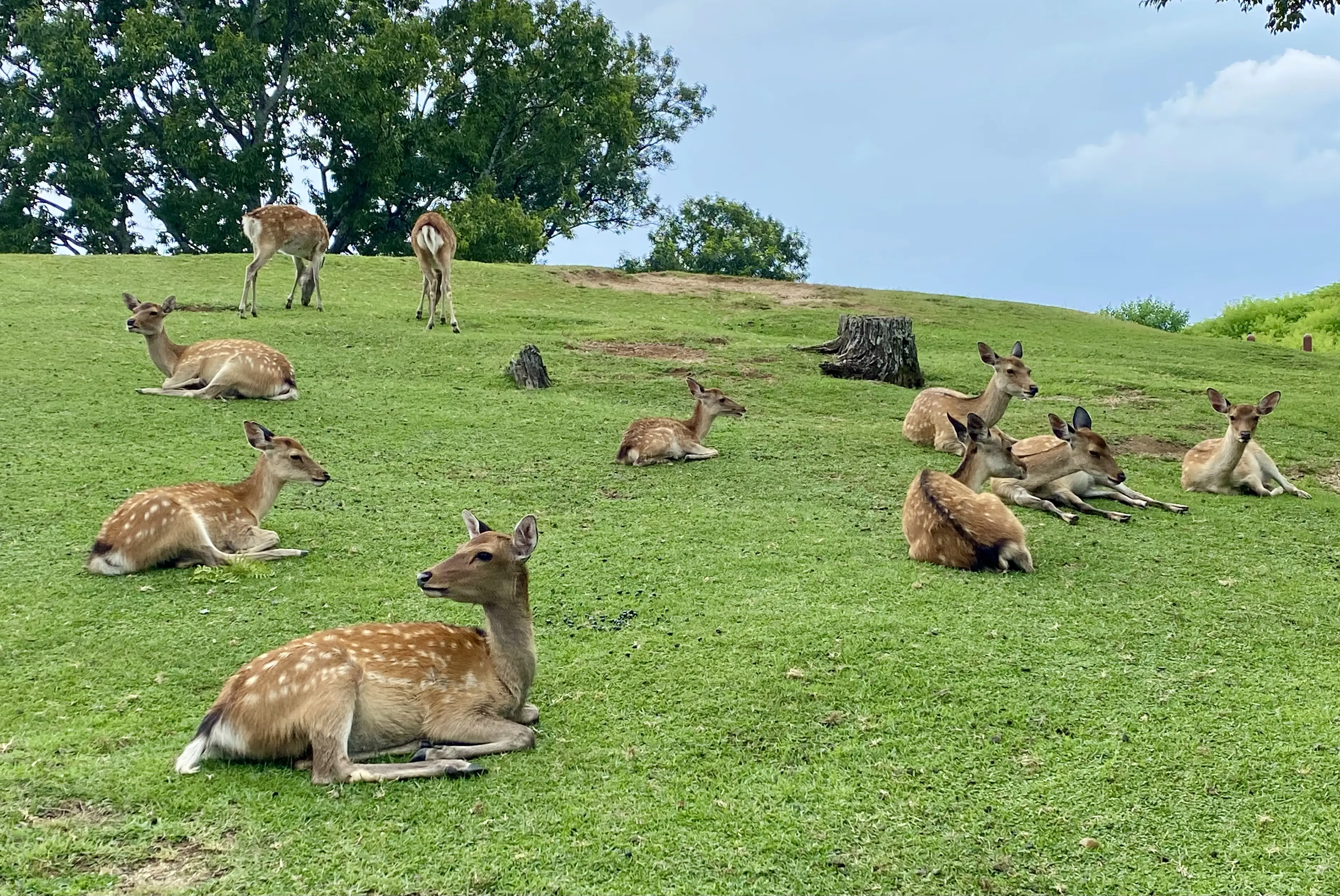 [온천가능 인기 NO.1] 오사카 2호선 나라 고베 일일버스투어 (사슴공원 아리마온천 하버랜드) 와쿠와쿠