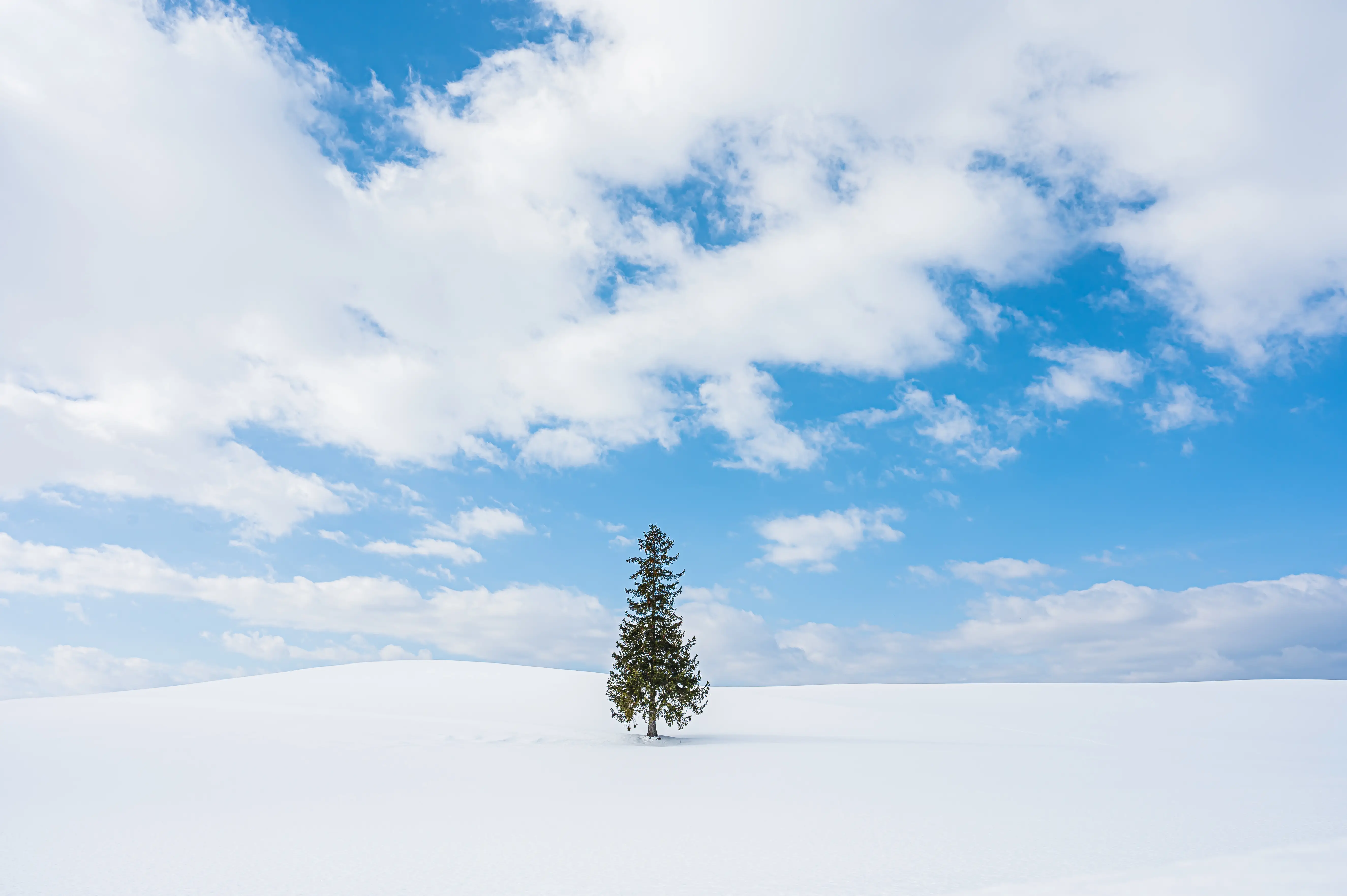[프리미엄 VIP 프라이빗 리무진버스] 삿포로 비에이 버스투어 와쿠와쿠
