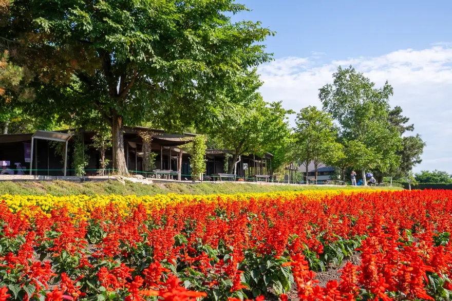  [준페이예약/스스키노하차] 비에이 버스투어 (후라노 삿포로)