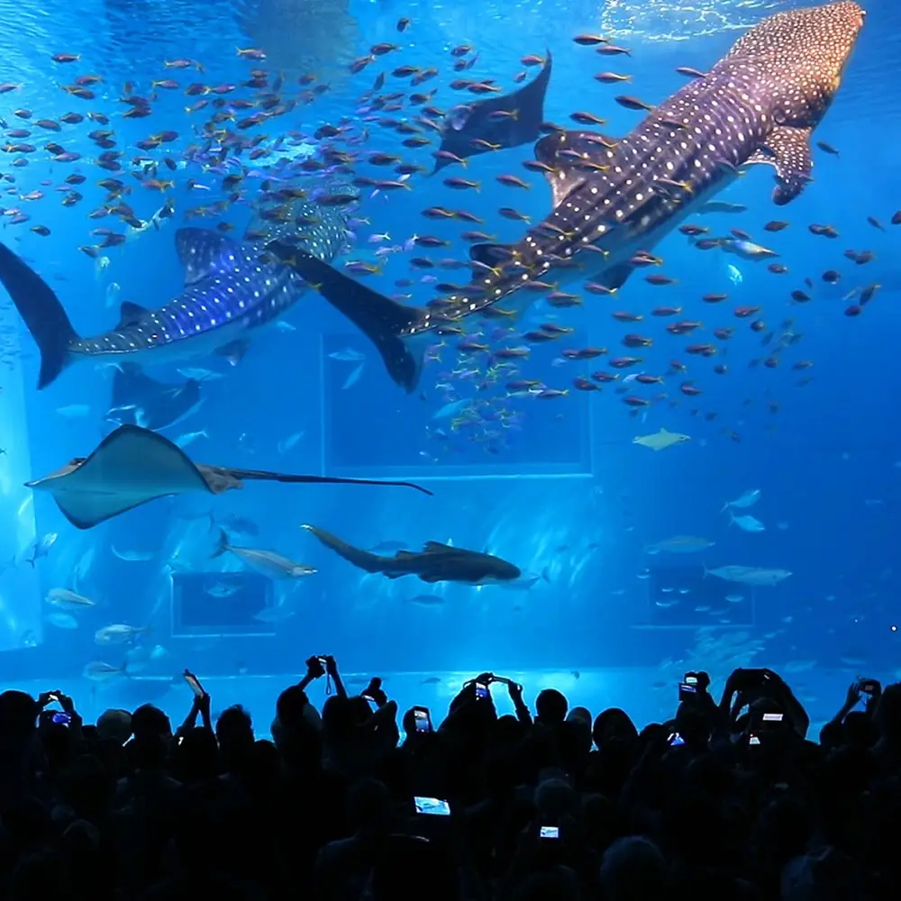 [입장권올포함,매일출발] 오키나와 북부 버스투어 1인출발 (츄라우미 수족관,아메리칸 빌리지)