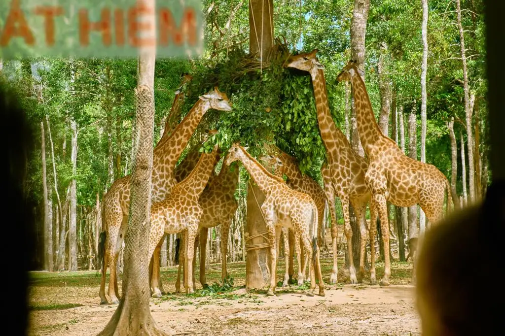 ◎GS마이샵◎ [푸꾸옥 5일-인천출발] ★NO옵션+6/8명 풀빌라UP★ 혼똠섬+빈펄사파리+오전자유2회